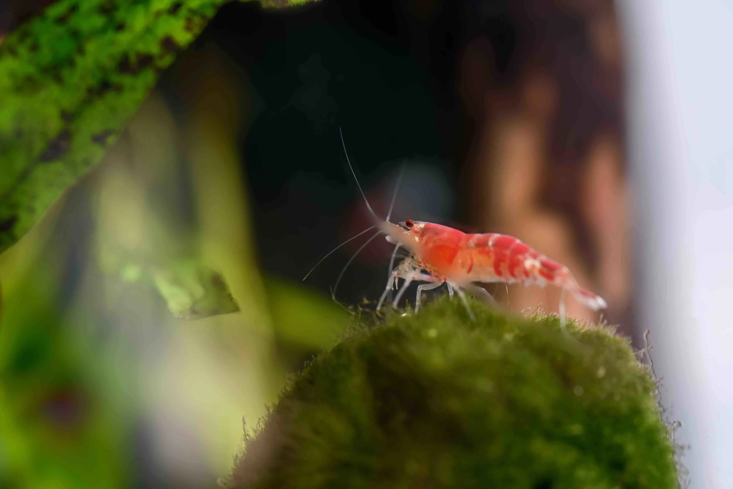 Sakura Garnelen fressen Algen und verendete Fische
