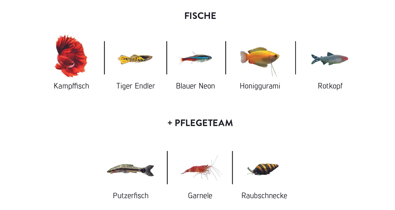 inside_livecube_team.jpg