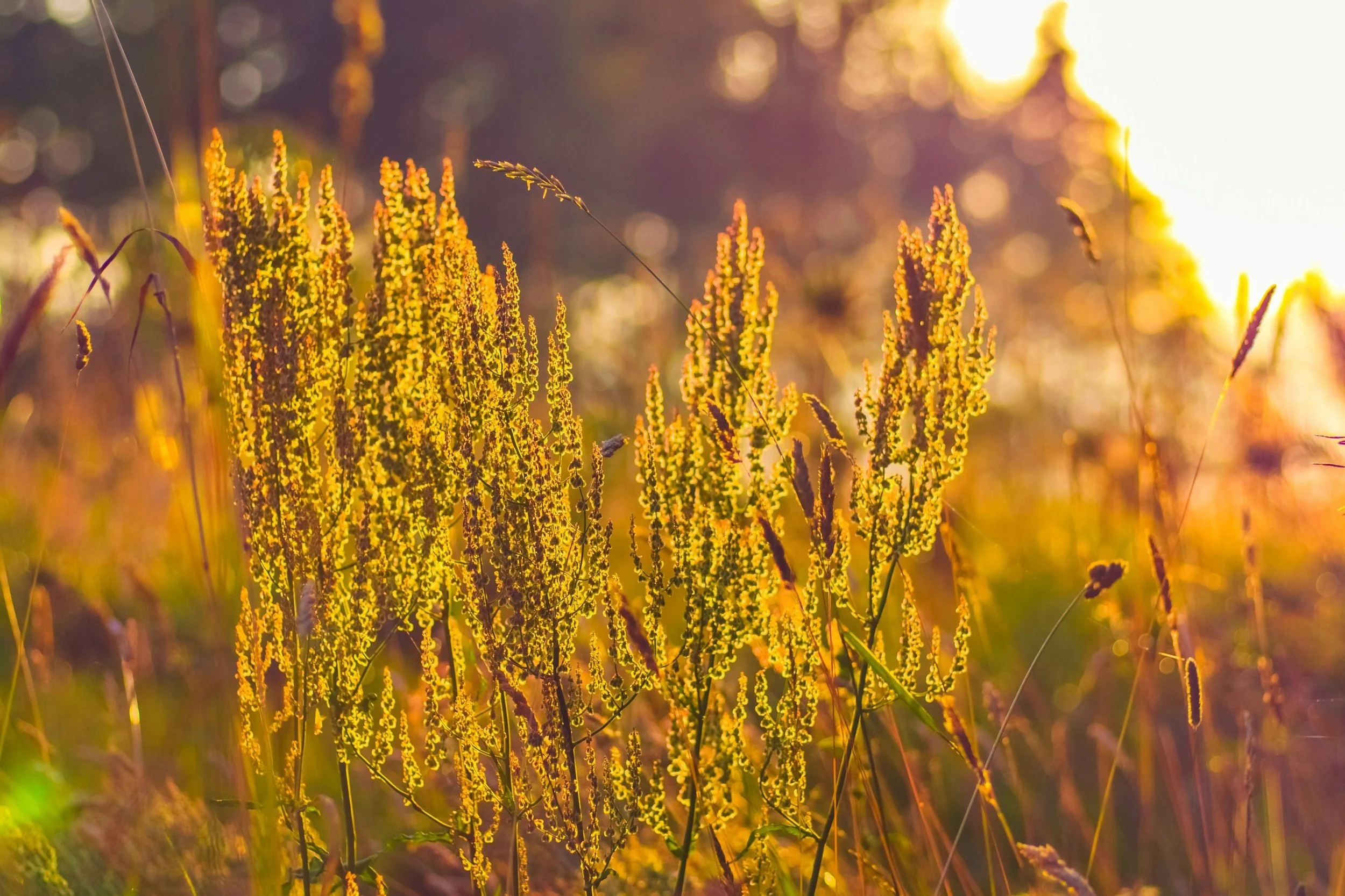 fall-weed-allergies.jpg