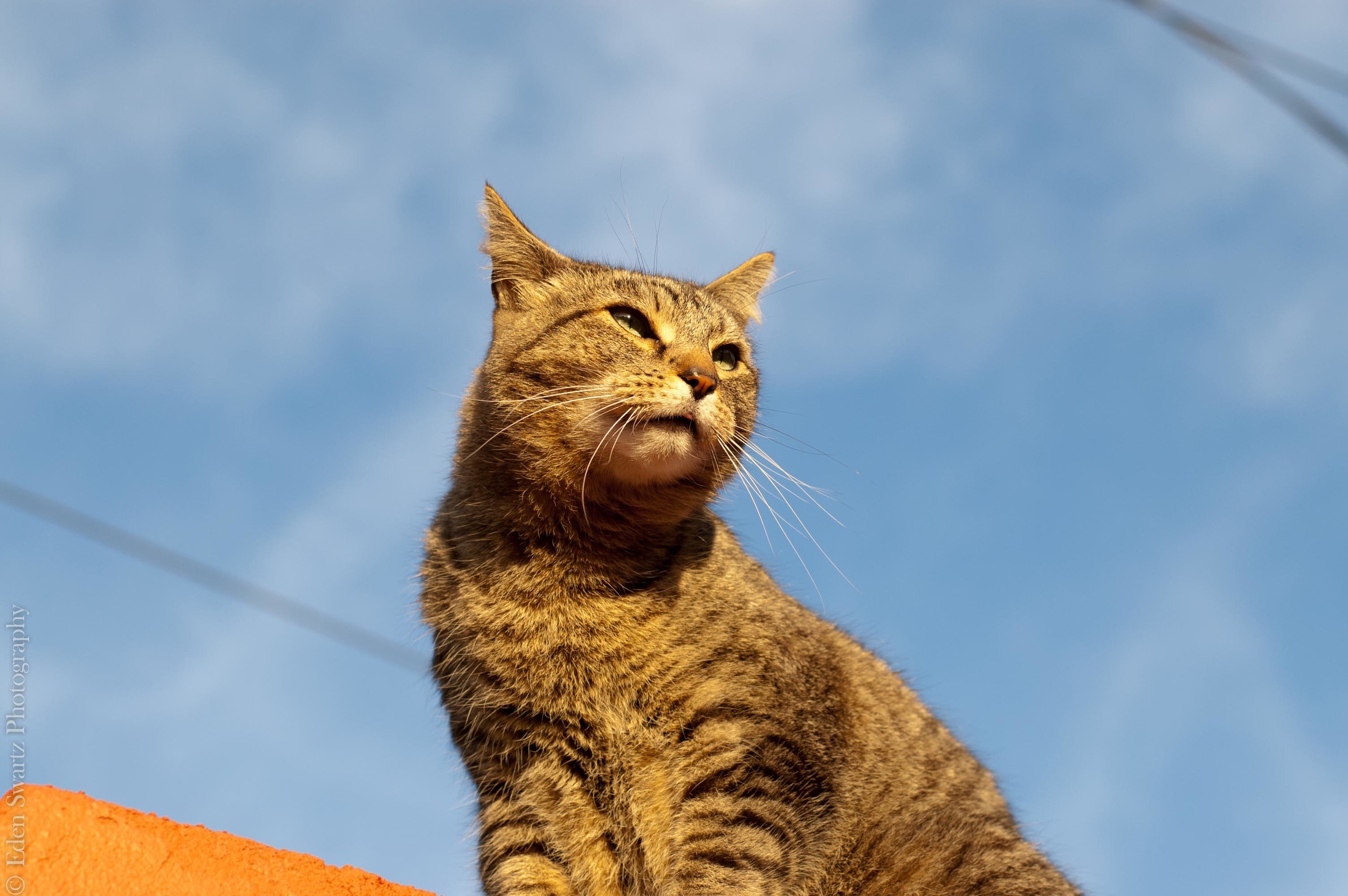DSC_1018.jpg