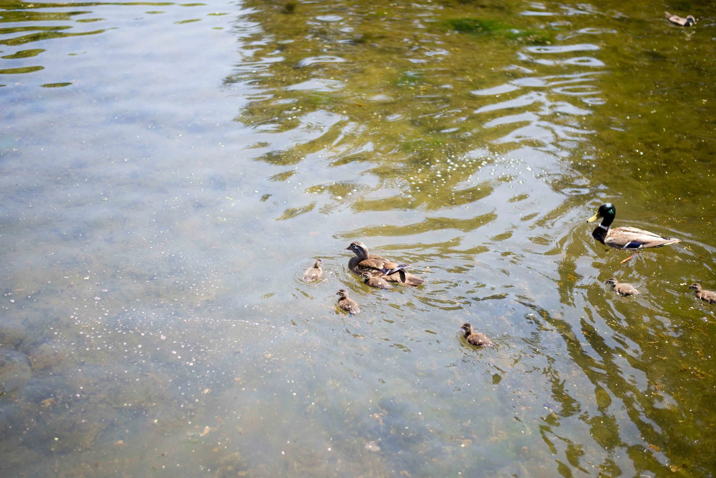 Almost Summer 2014-7.jpg