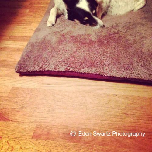 Sweet Nellie. &nbsp;June 13, 2014
