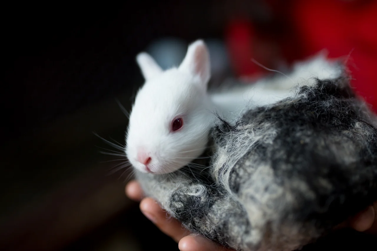 Relief Bunny in Felted Bowl. &nbsp;February 1, 2017