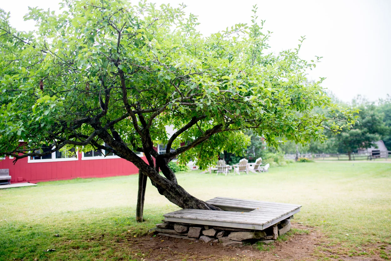 The Apple Tree. &nbsp;May 2, 2017