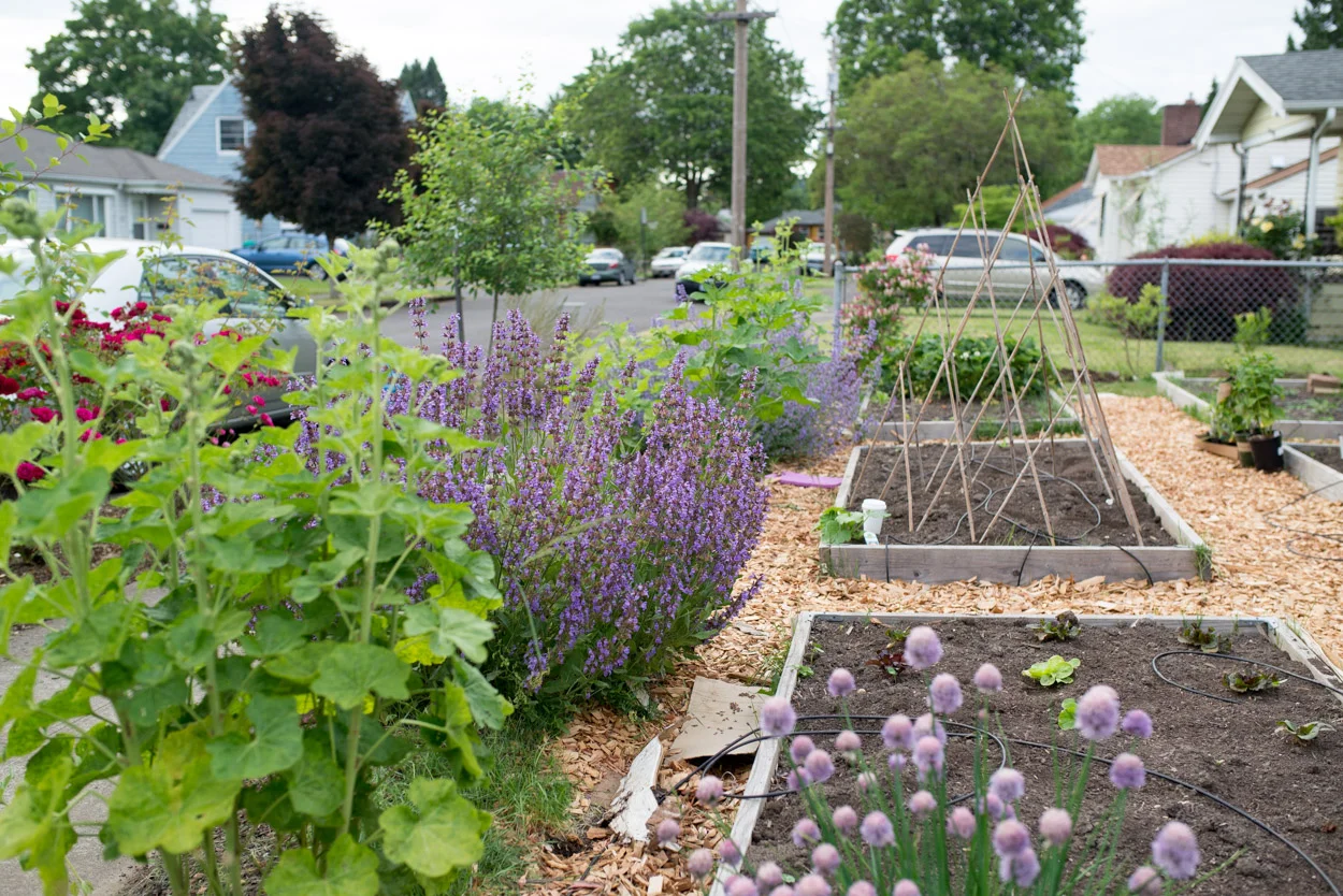 My Garden. June 8, 2017