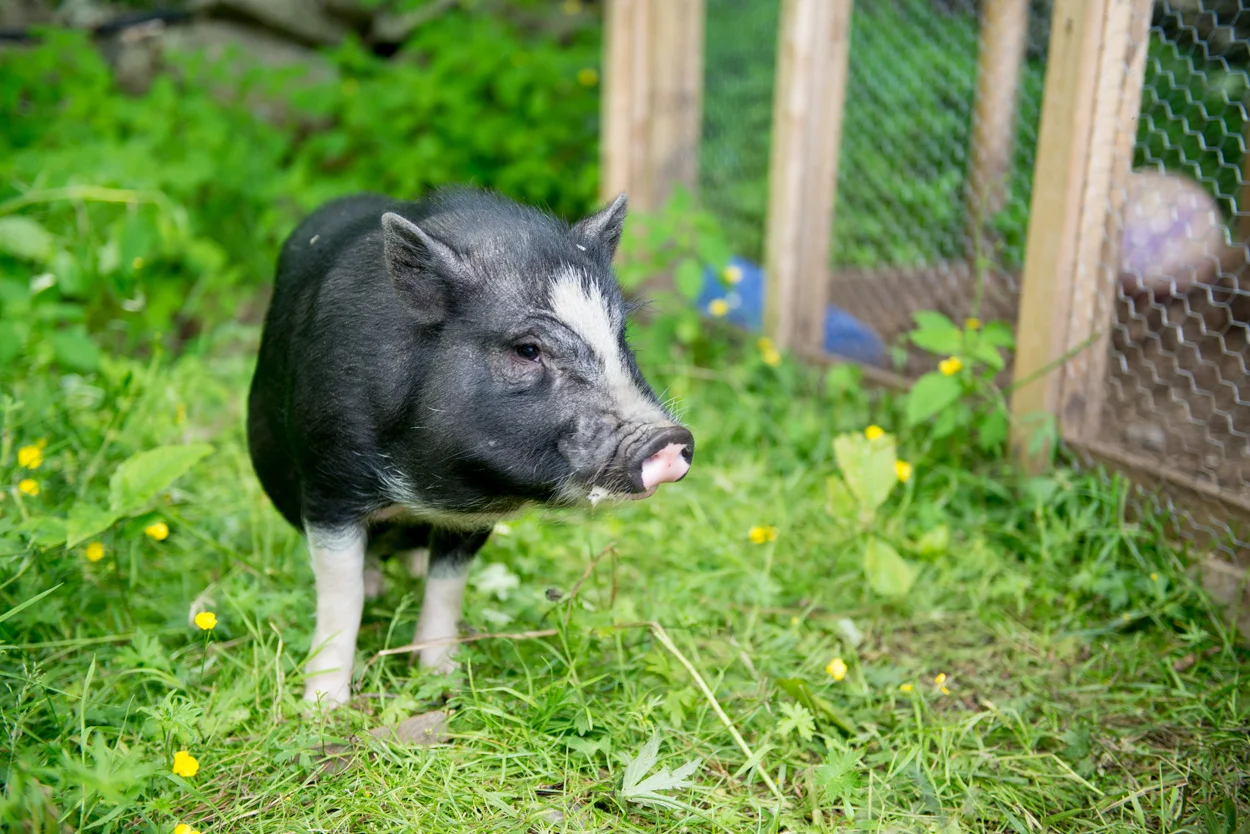 This Pig Is A Real Ham. July 14, 2017