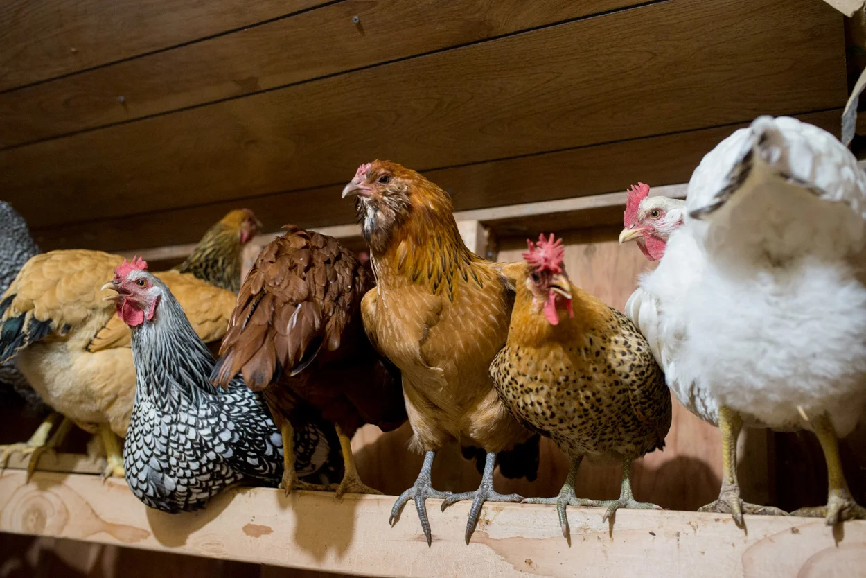 The Fancy Girls In Their Coop. August 27, 2017