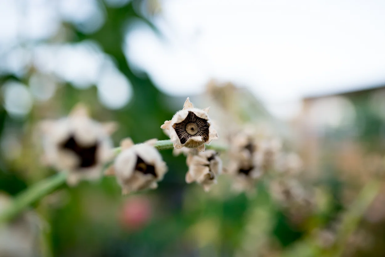 Hollyhock Seeds. September 9, 2017