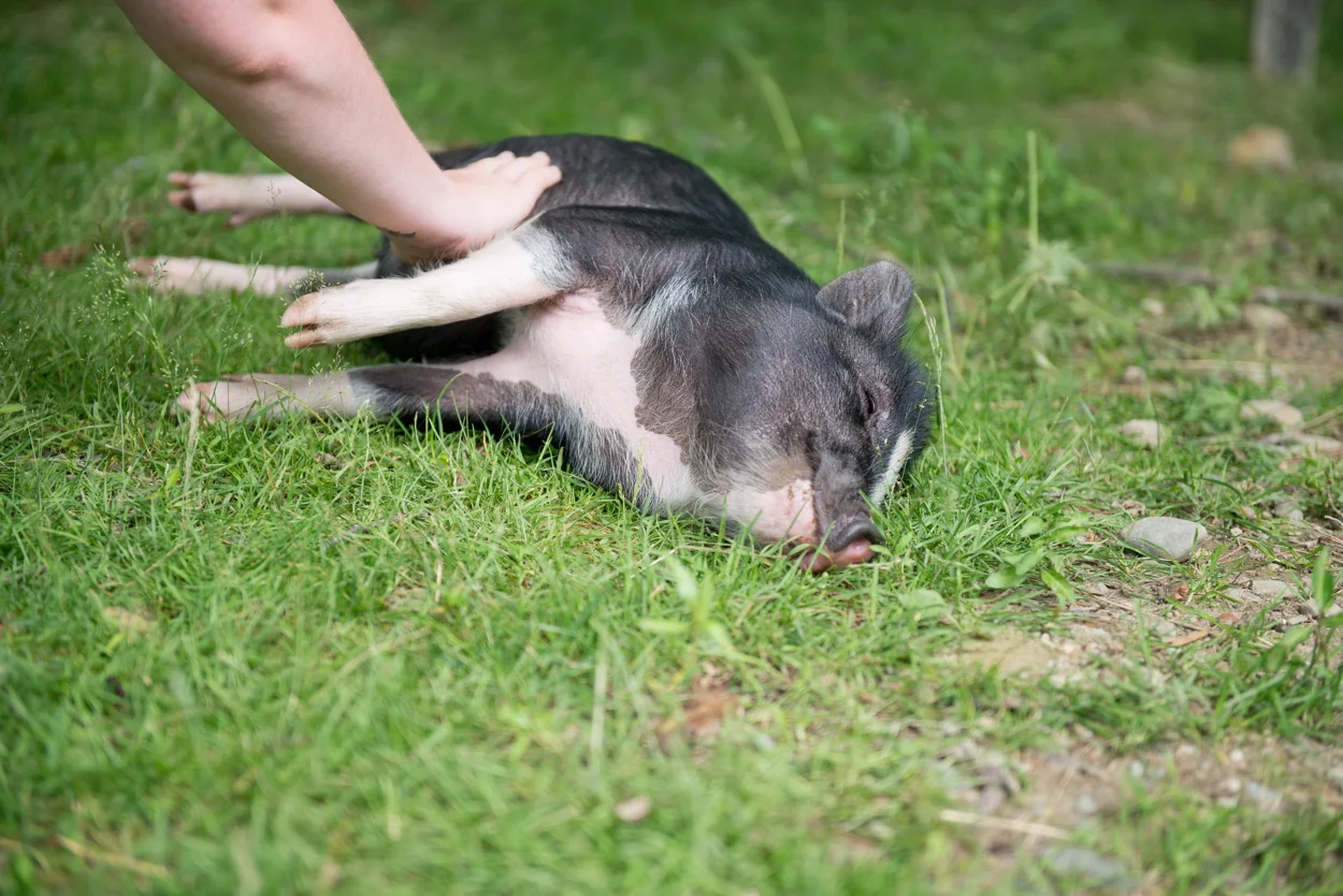 Baby Piglet Getting a Belly Rub. Therapy Wednesday. Hope You Feel Better! October 18, 2017