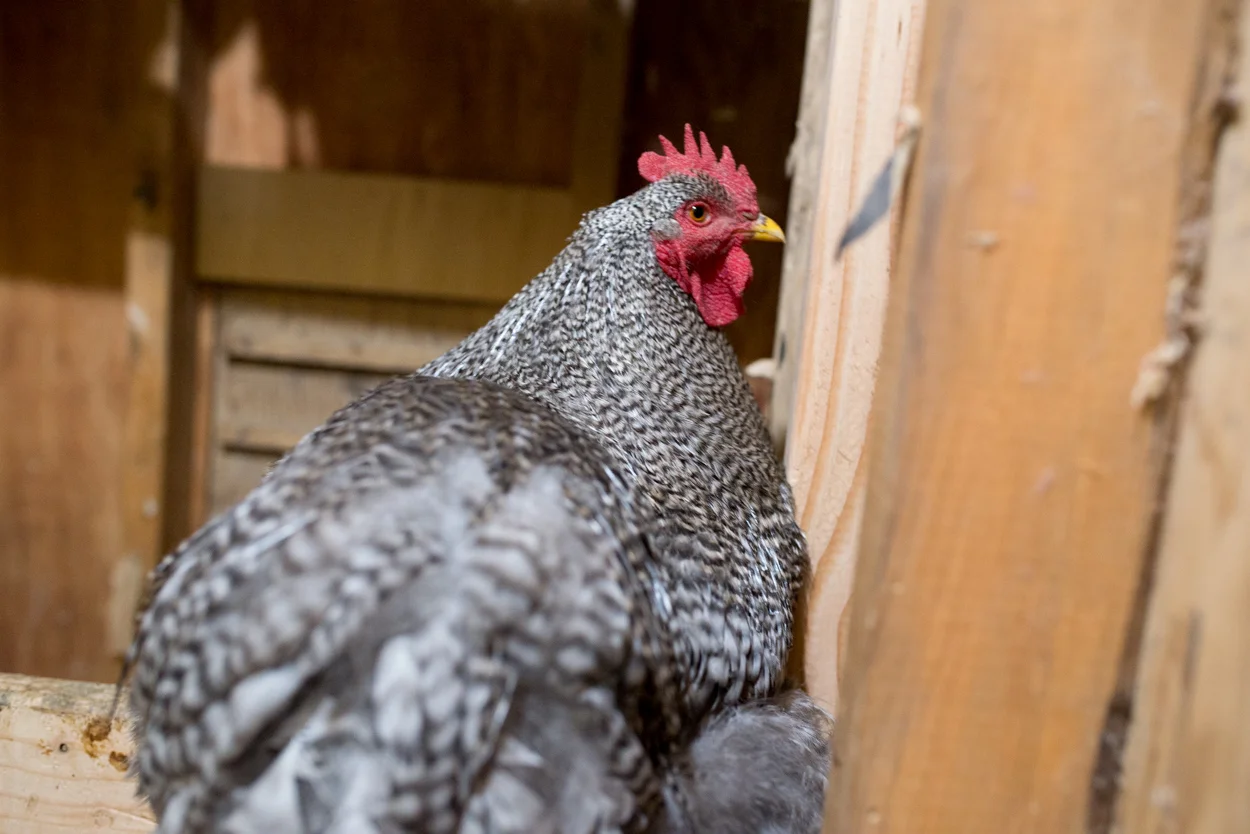 Sister Hen. November 4, 2017