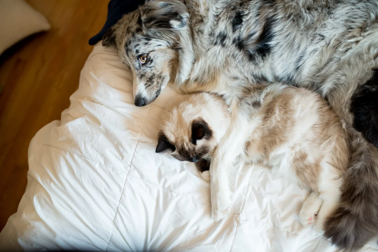 Antidote To The Trump Toxicity. Different Species Spooning. December 6, 2017