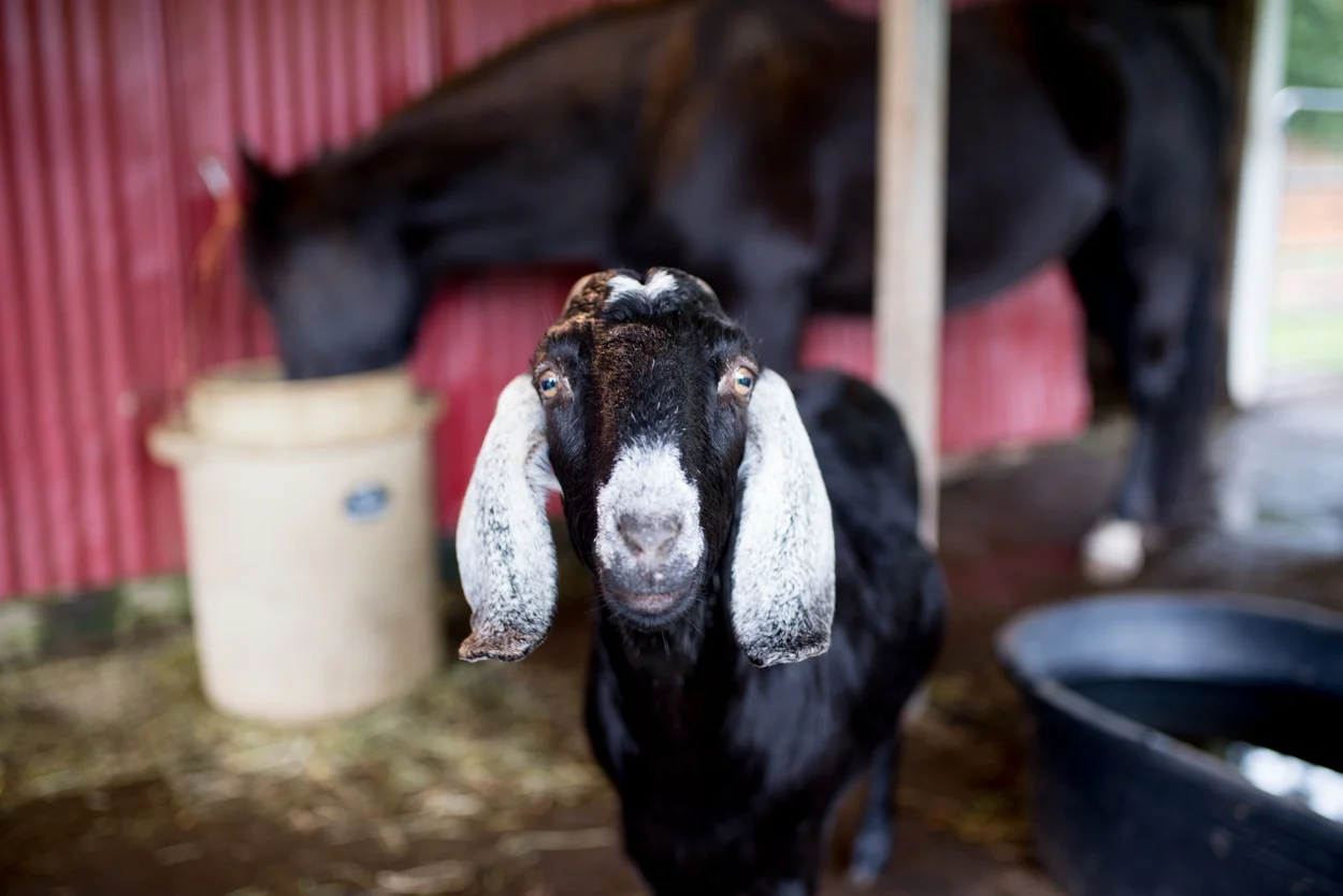 Alabama Votes Tomorrow. Here Is Your Therapy Goat Photograph. December 11, 2017
