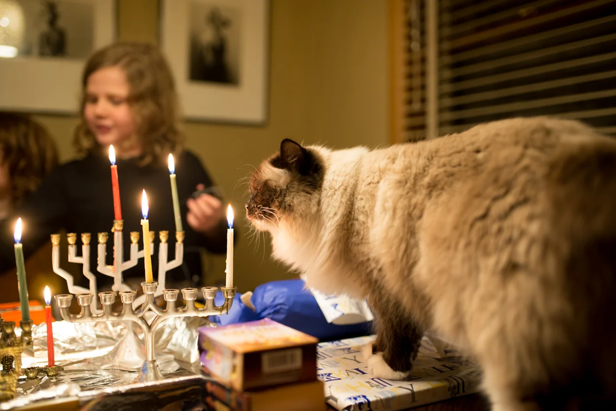 Happy First Night Of Chanukah! Watch Out, Moko! December 12, 2017