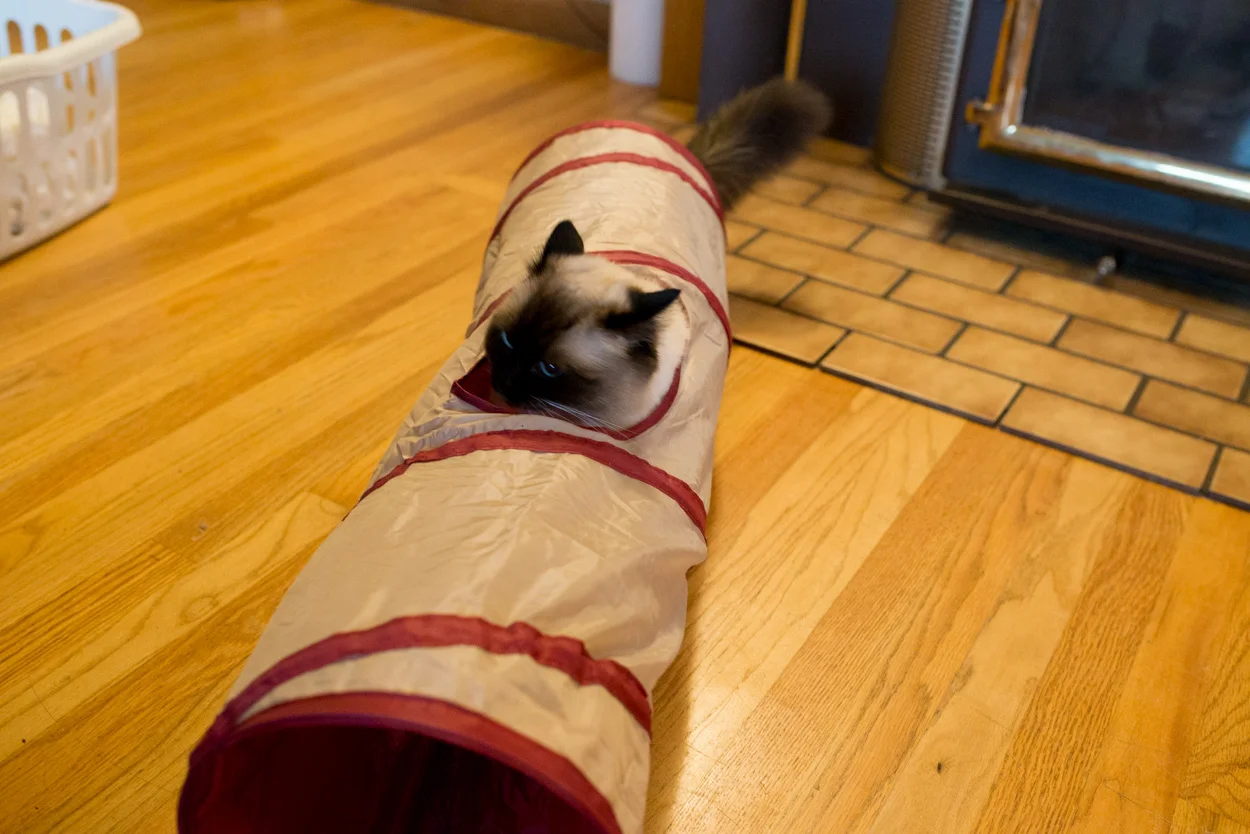 Moko In Action. January 6, 2018