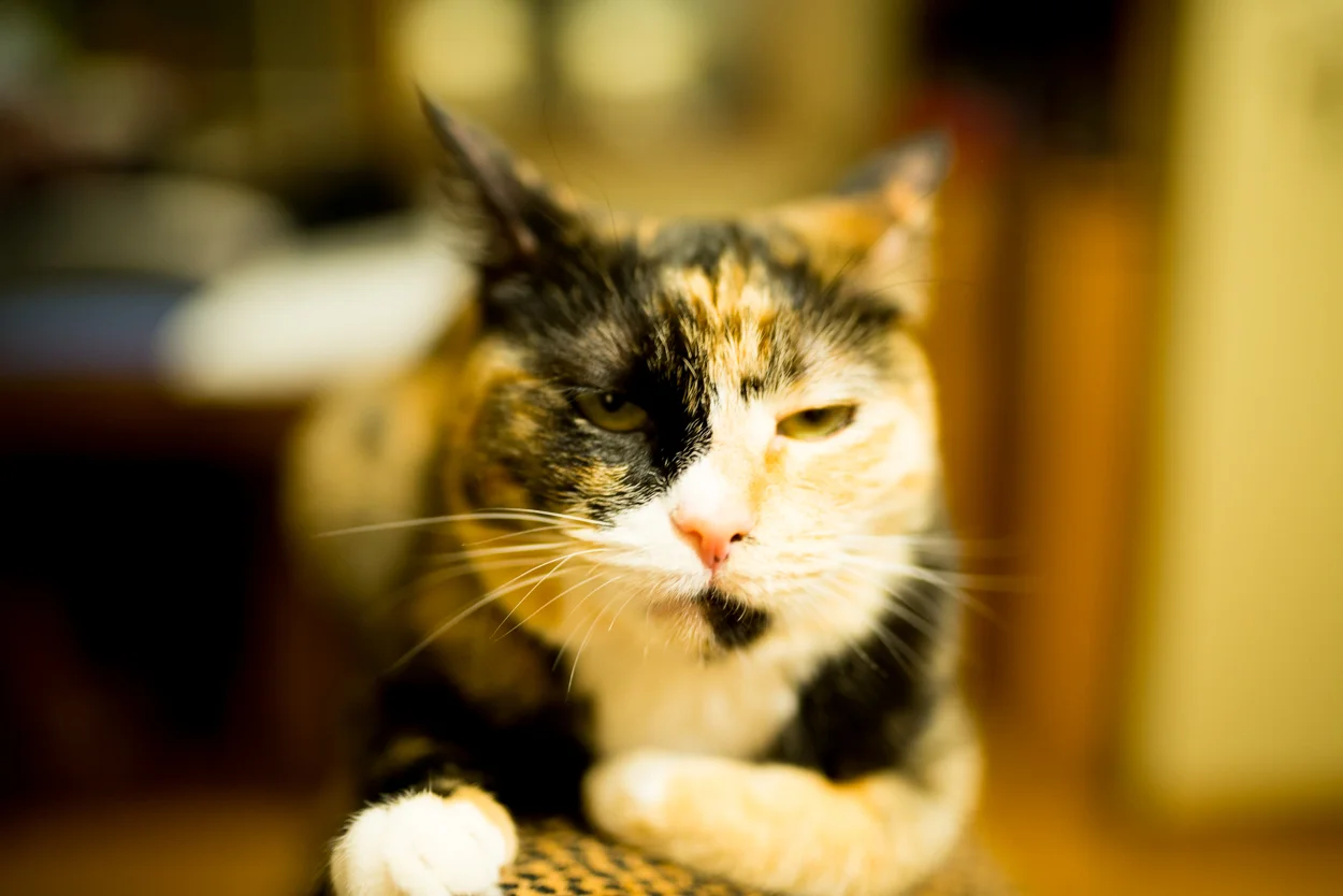 Don't Fuck With This Cat. Sunny. January 9, 2018