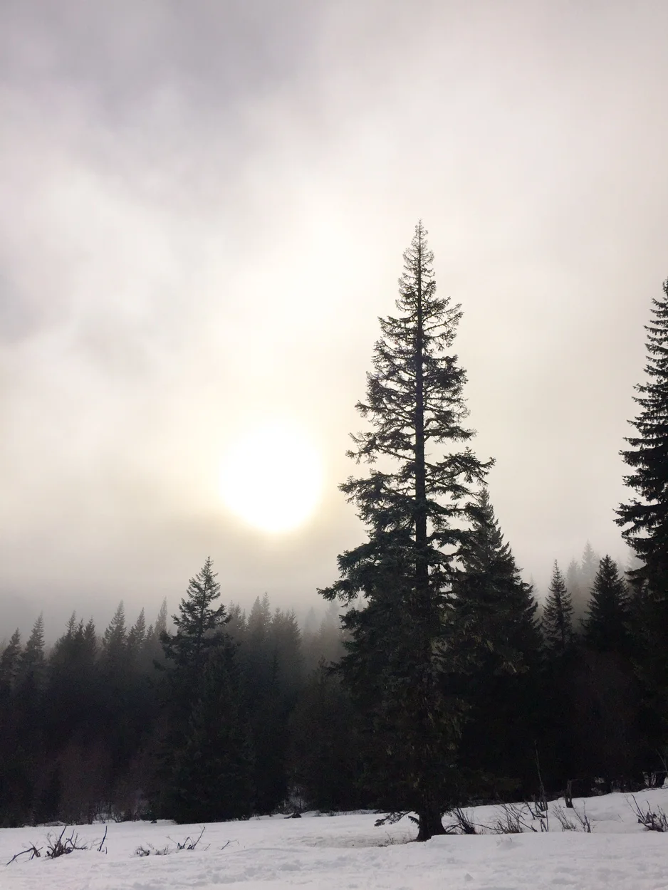 Meadow. January 15, 2018