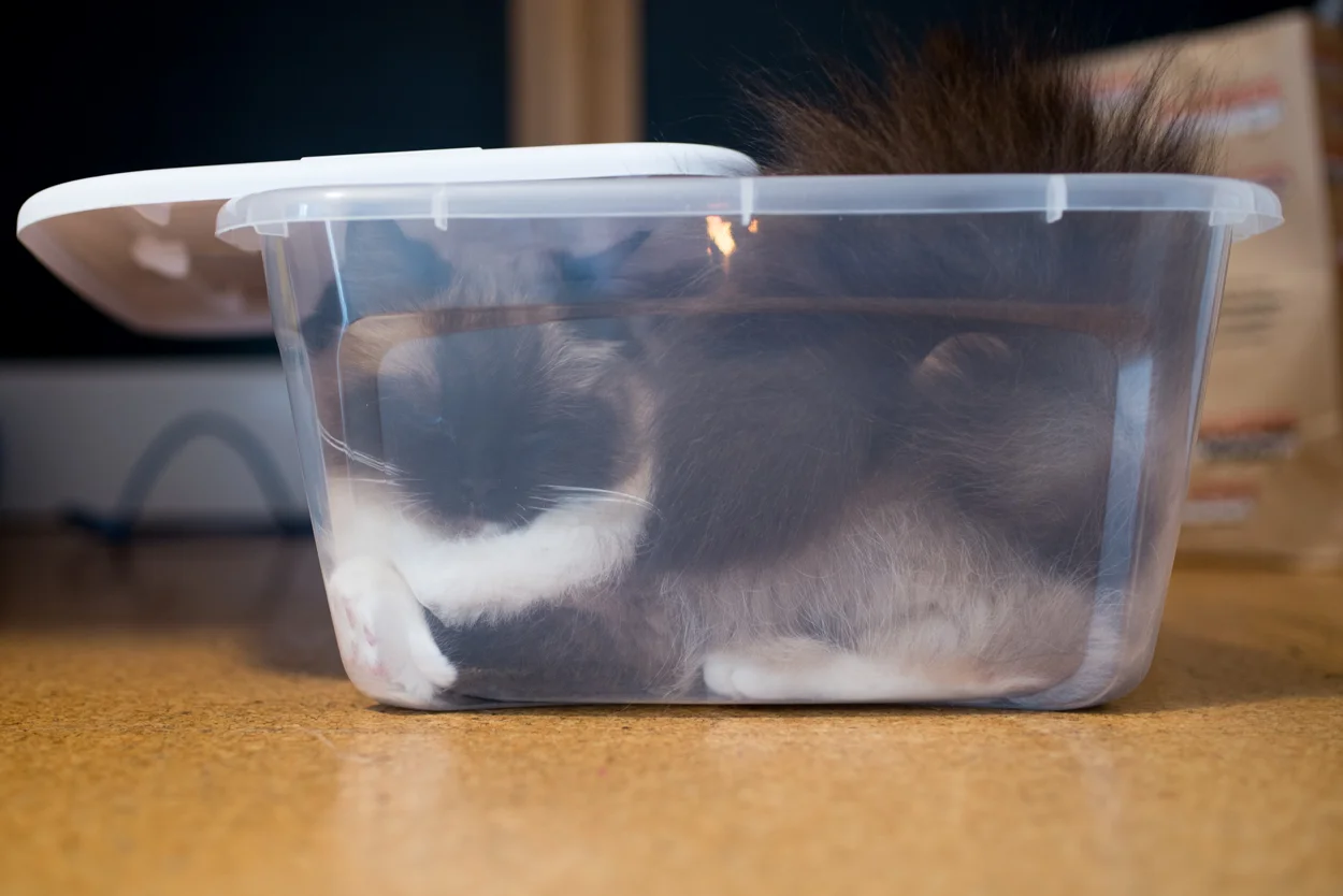 Moko In The Clear Box. January 28, 2018