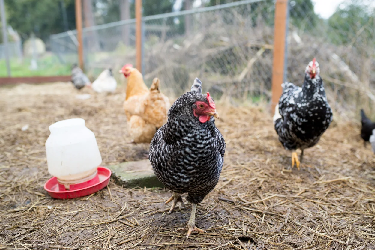 Some Of The Ladies At My Mom's Farm. March 4, 2018