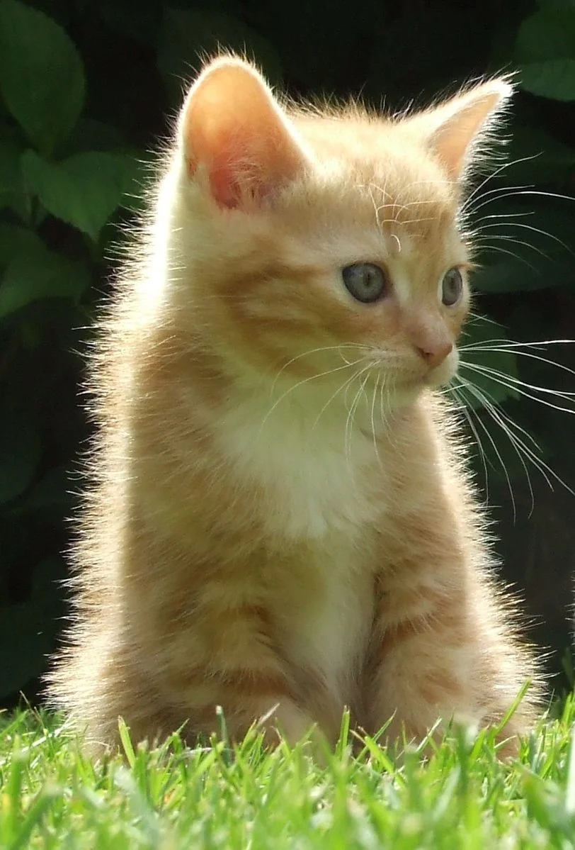 kitten.jpg