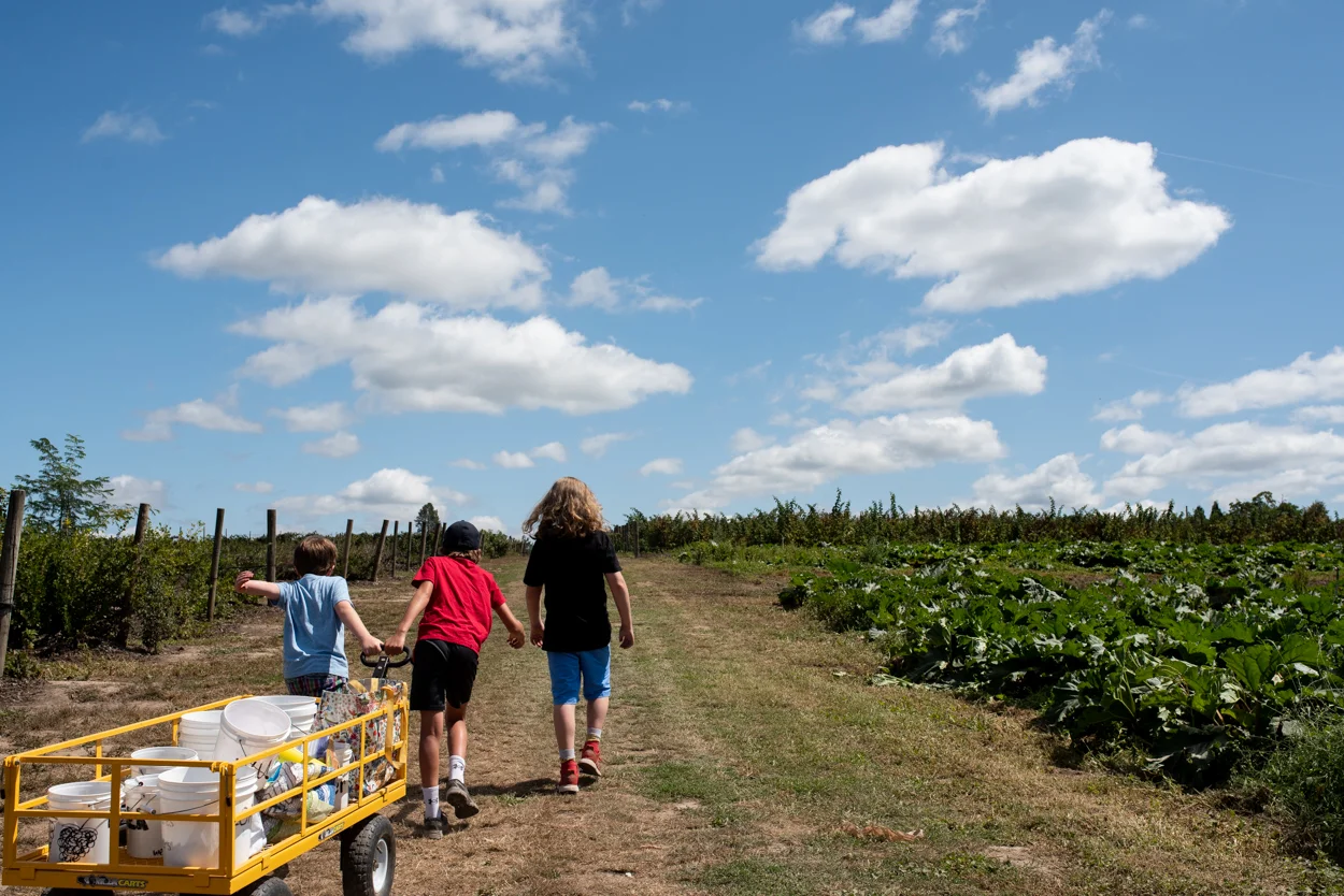 Triple Crown Blackberries. August 15, 2019