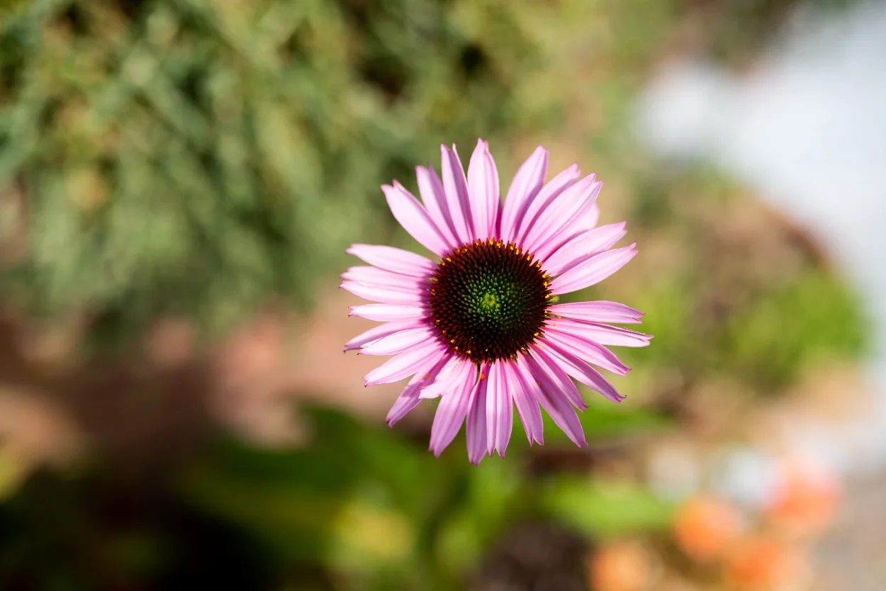 Echinacea. Rancho Relaxo. September 7, 2019