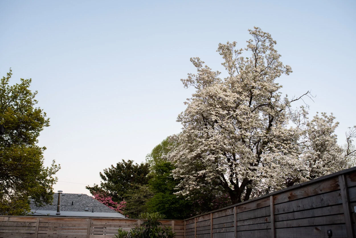 My View on April 20th at Dusk. April 20, 2020