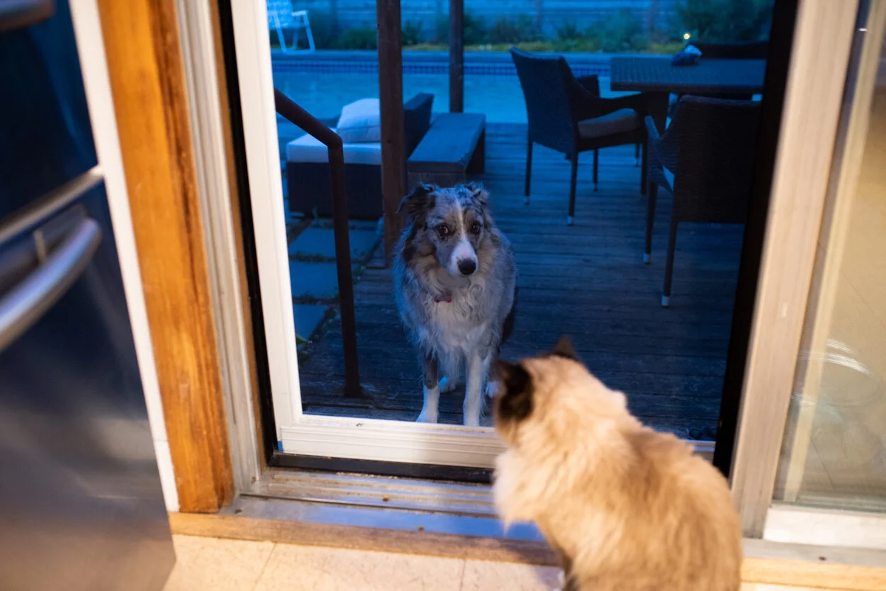 Cats Rule. May 8, 2020