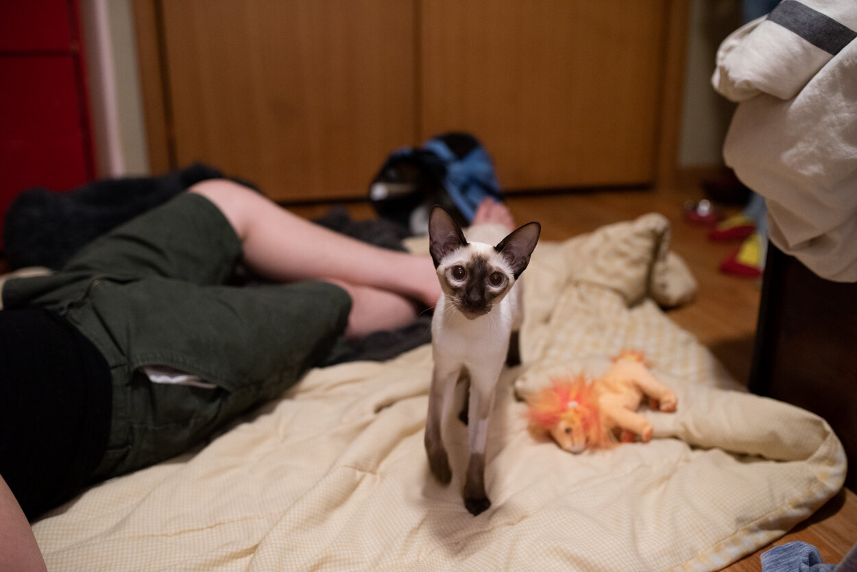 Spay Day! May 18, 2020
