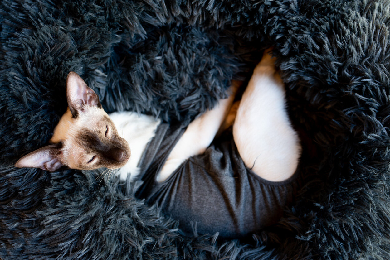Queen Athena Star. In Her Posh Bed. Wearing Her Chic Recovery Suit. June 1, 2020