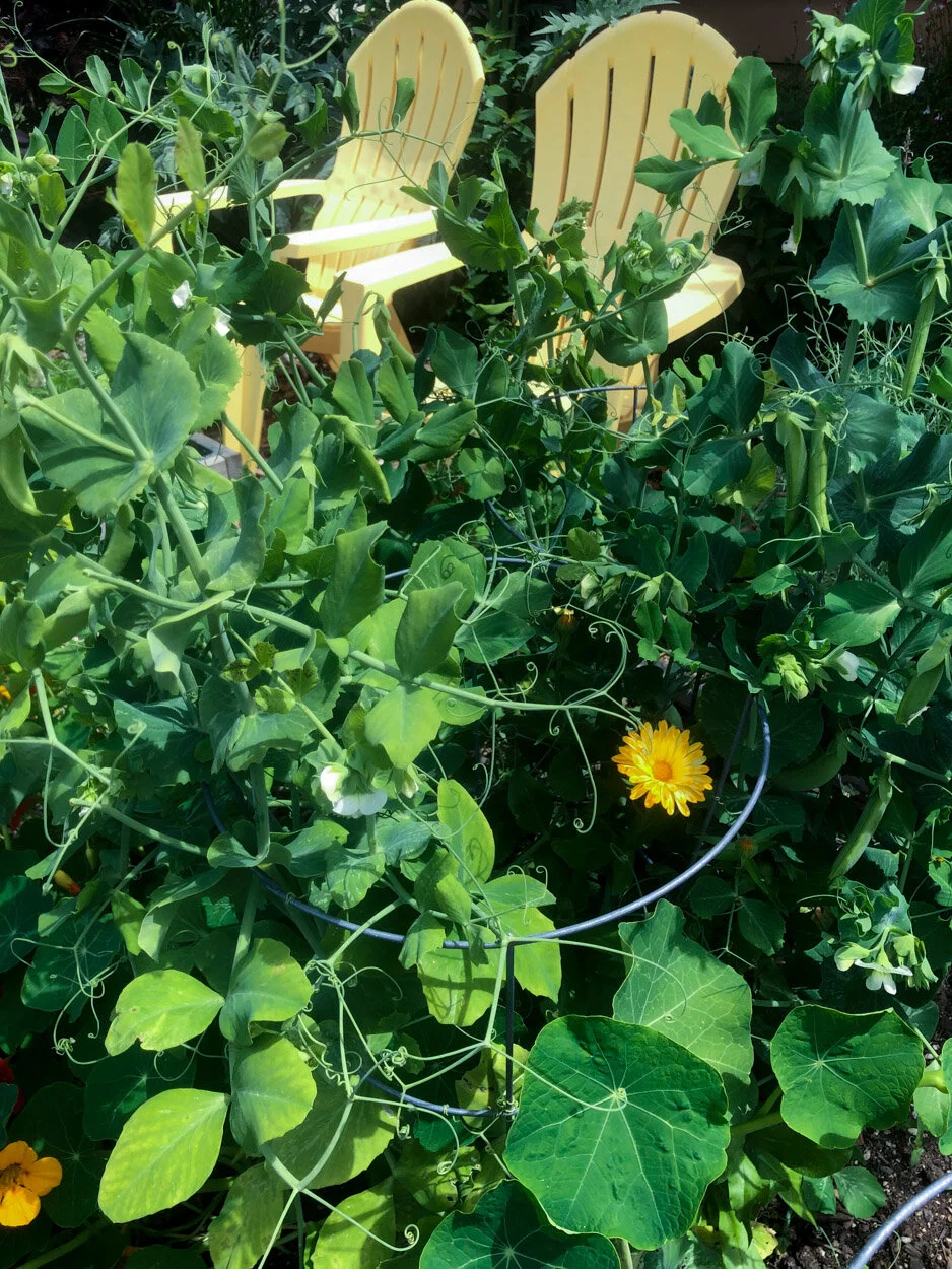 Sugar Snap Peas, Calendula, Nasturtiums, and My Yellow Chairs. June 11, 2020