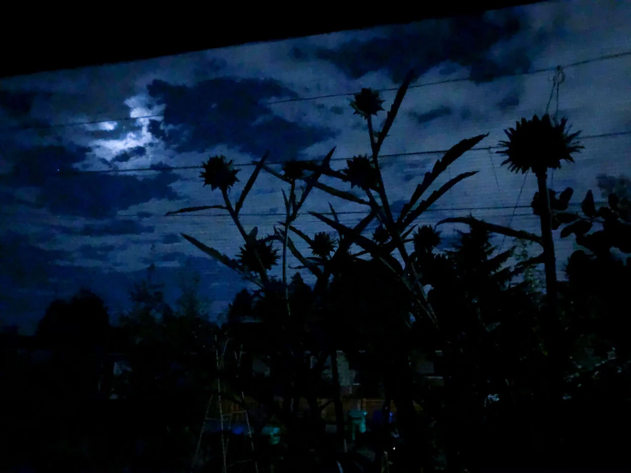 Artichokes In The Moonlight. June 28, 2020