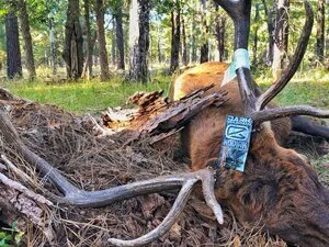 Supplements for Hunting the Backcountry: How to Elevate Your Hunting Abilities with the Proper Supplements