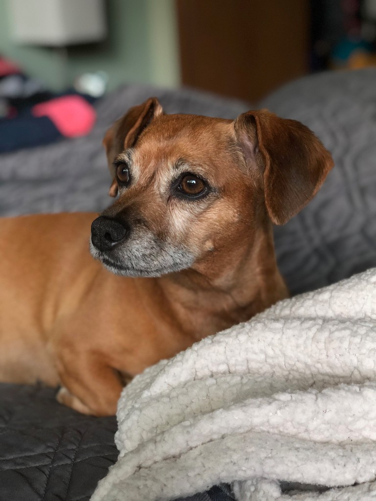 My job wouldn't be complete without including a nice image of ROSIE! Rosie was hanging out on the bed the other day and I thought I would snap a little iPhone pic! Love that little friend...