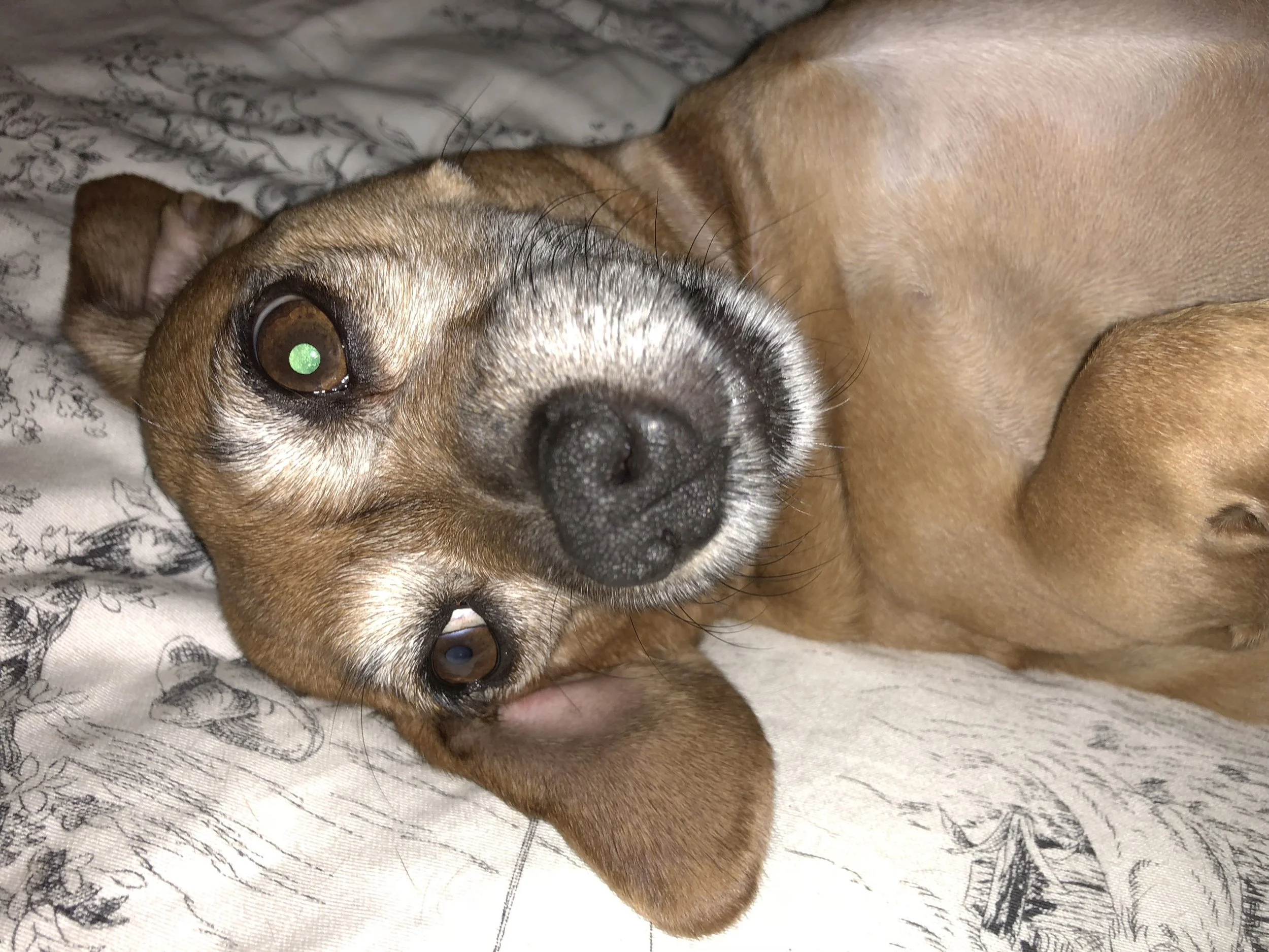 My job wouldn't be complete without including a nice image of ROSIE! Rosie was hanging out on the bed the other day and I thought I would snap a little iPhone pic! Love that little friend...