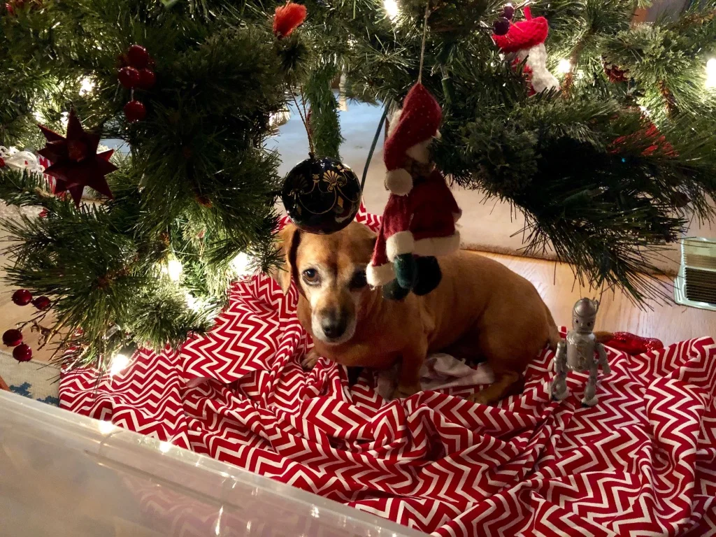 My job wouldn't be complete without including a nice image of ROSIE! Rosie was super excited to see our Christmas tree and decorations go up around the house. She was so excited in fact that she couldn't wait to make her own little bed under the tree! Love that little friend...