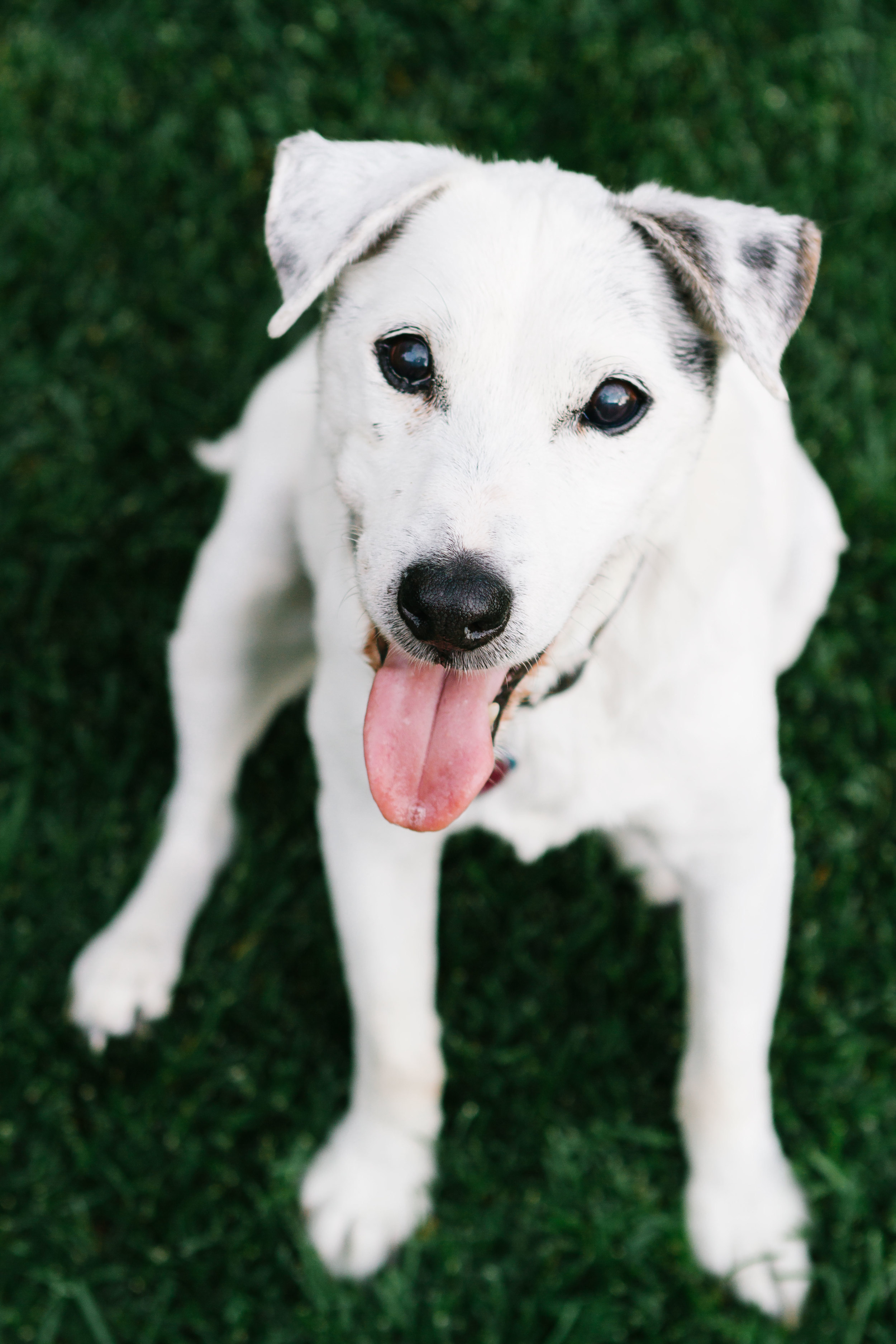 Jack Russell Terrier 