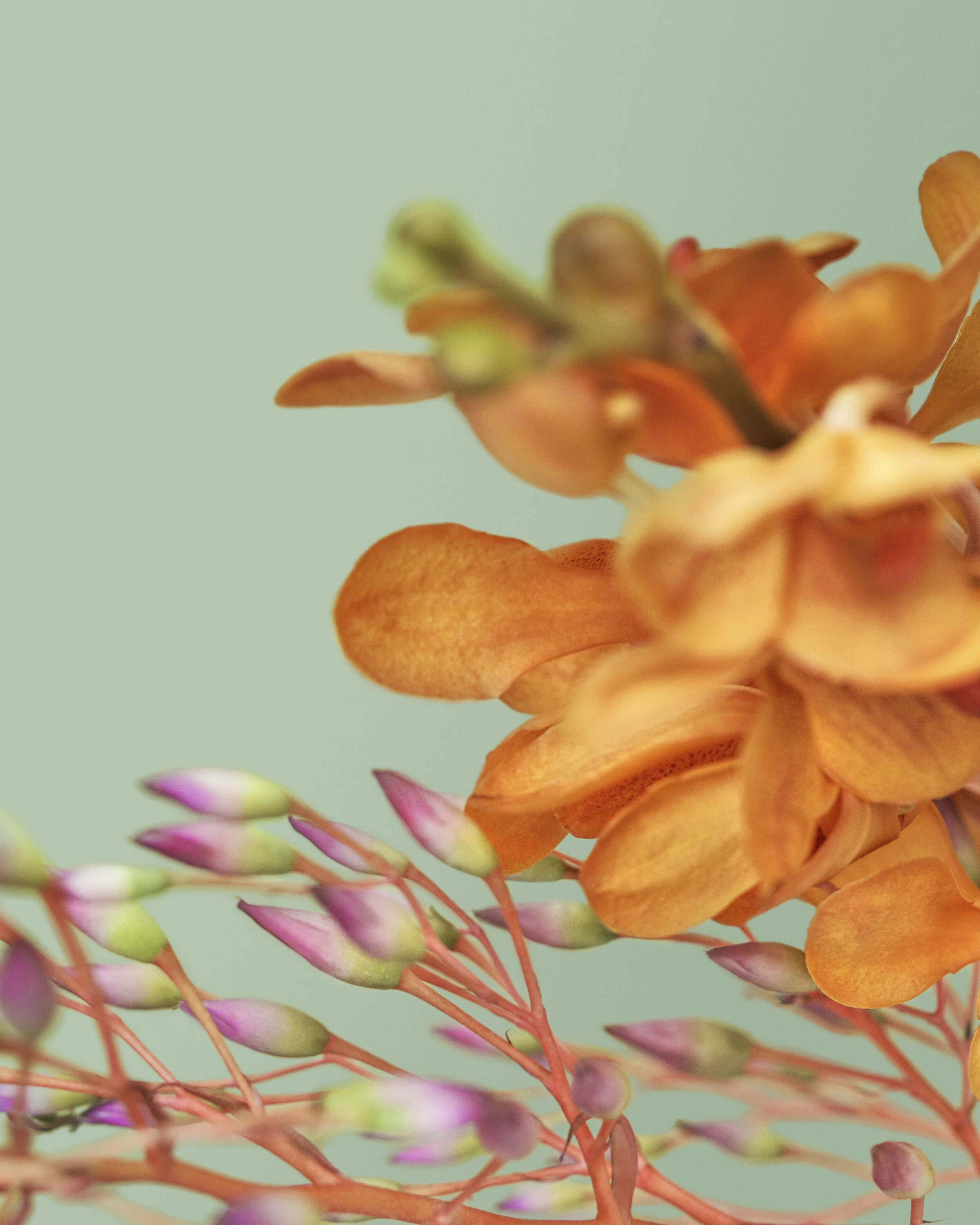 19_12_Sephora-MAR_FLOWER_021_R3_QC.jpg