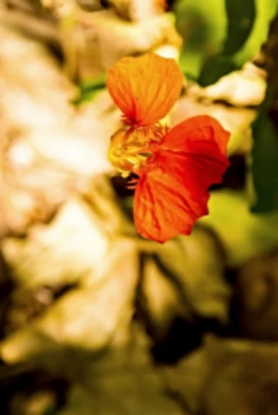 Tropaeolum 3.jpg