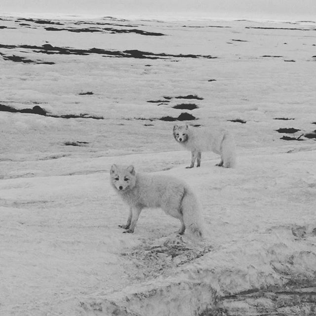 Made some new friends in Nunavut