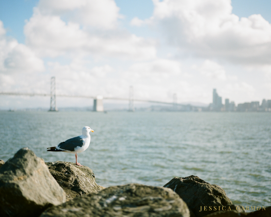 California Coast by Jessica Garmon, Film Wedding Photographer