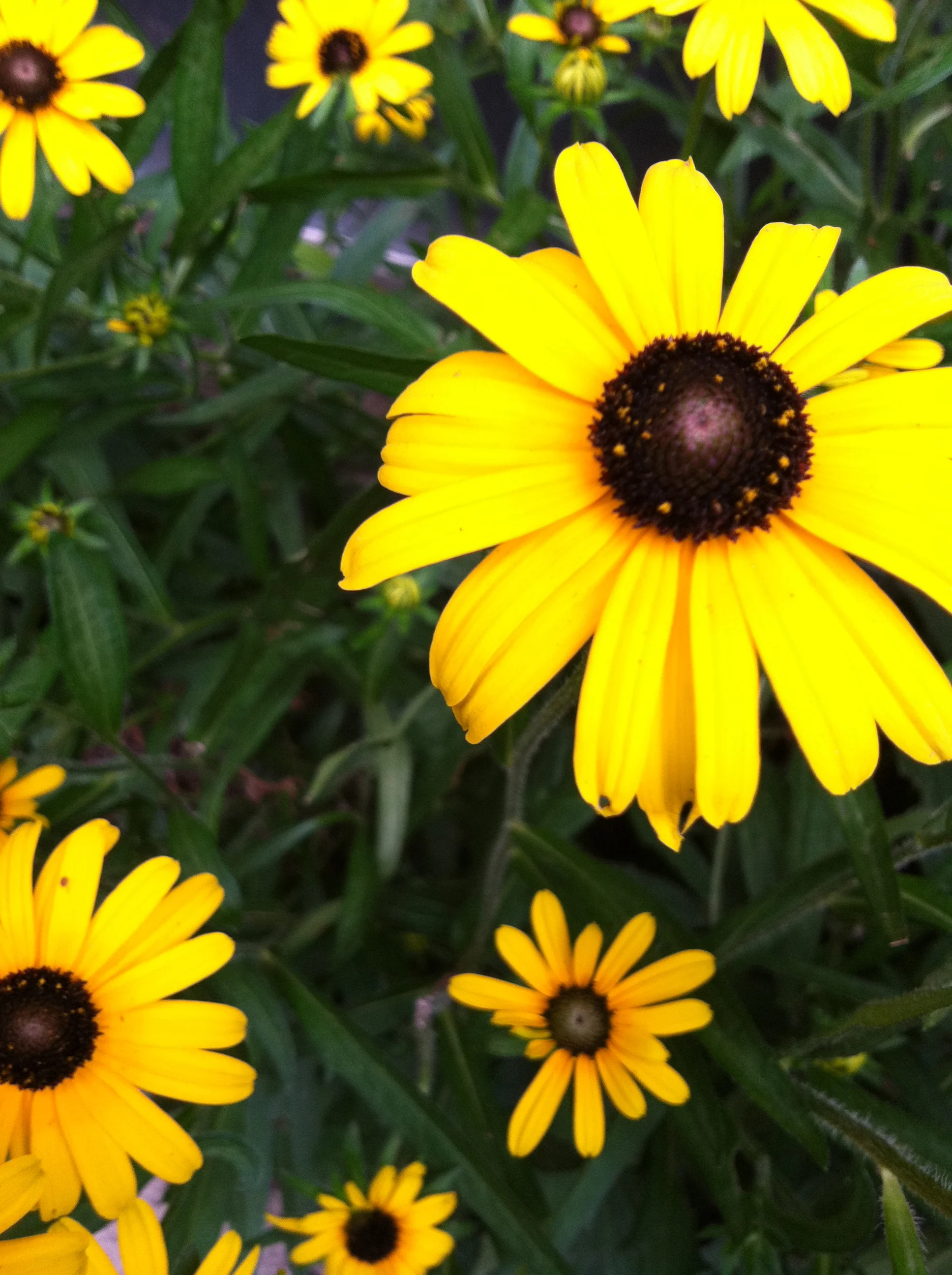 Ingersoll Landscape Company