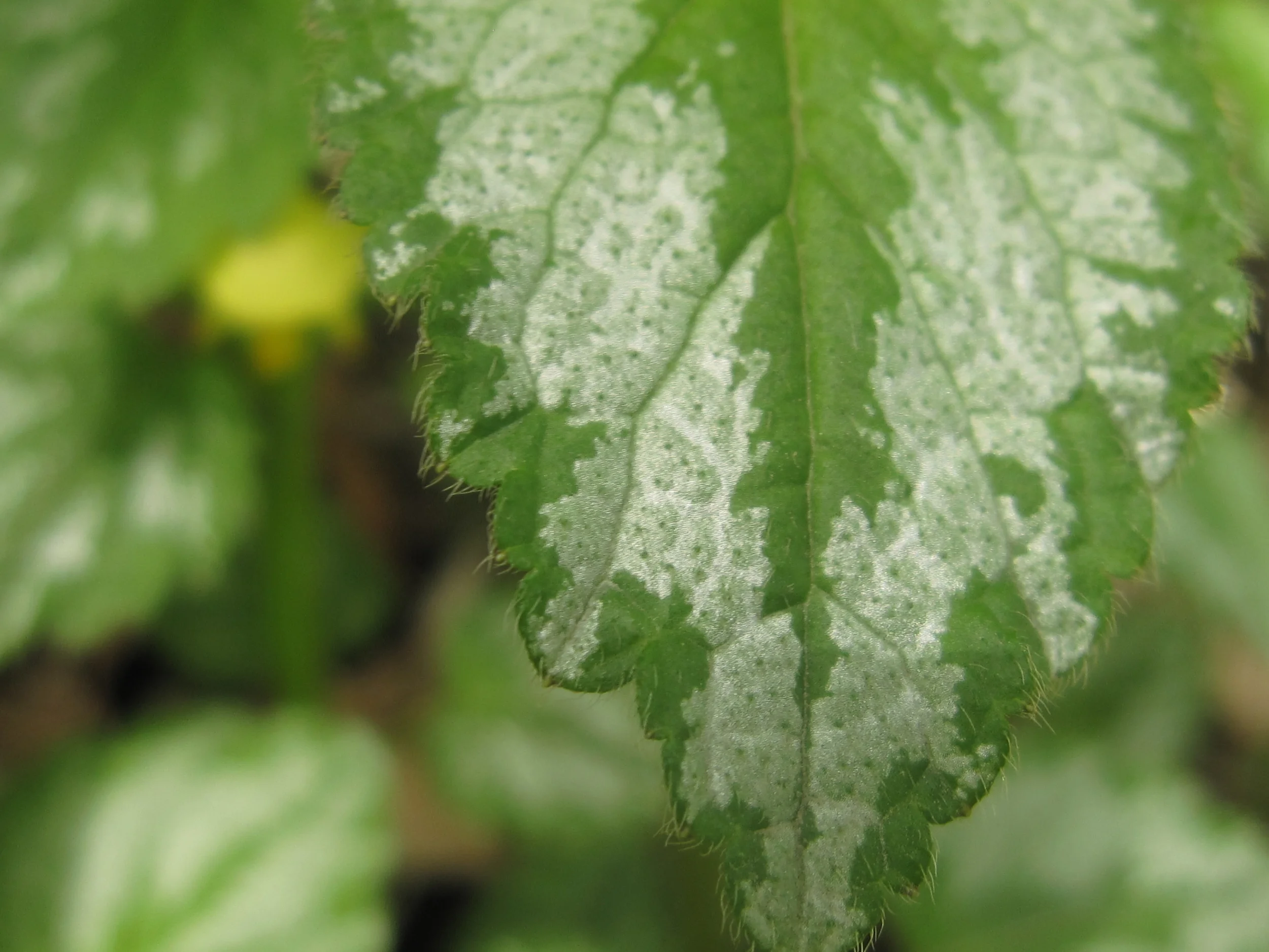 Contact Us — Ingersoll Landscape Company