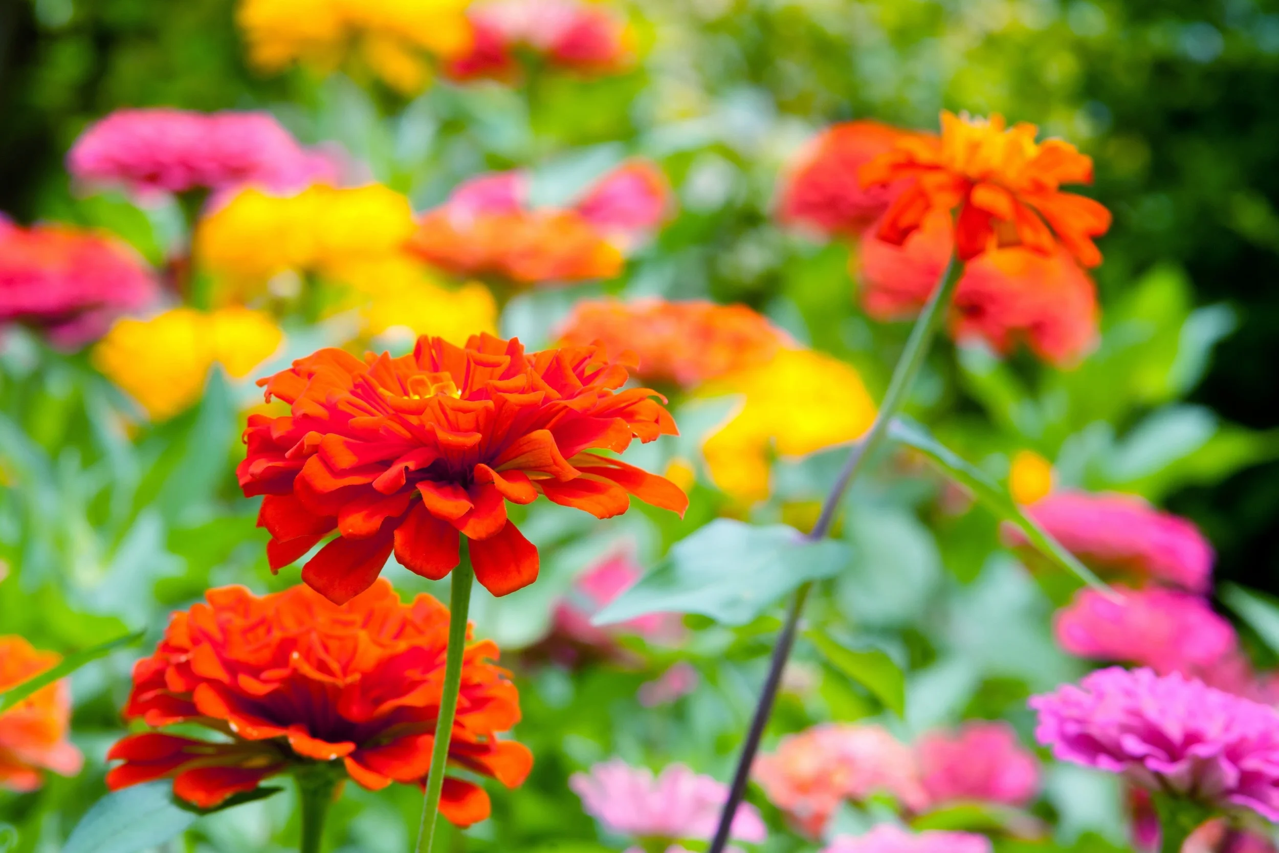 Ingersoll Landscape Company