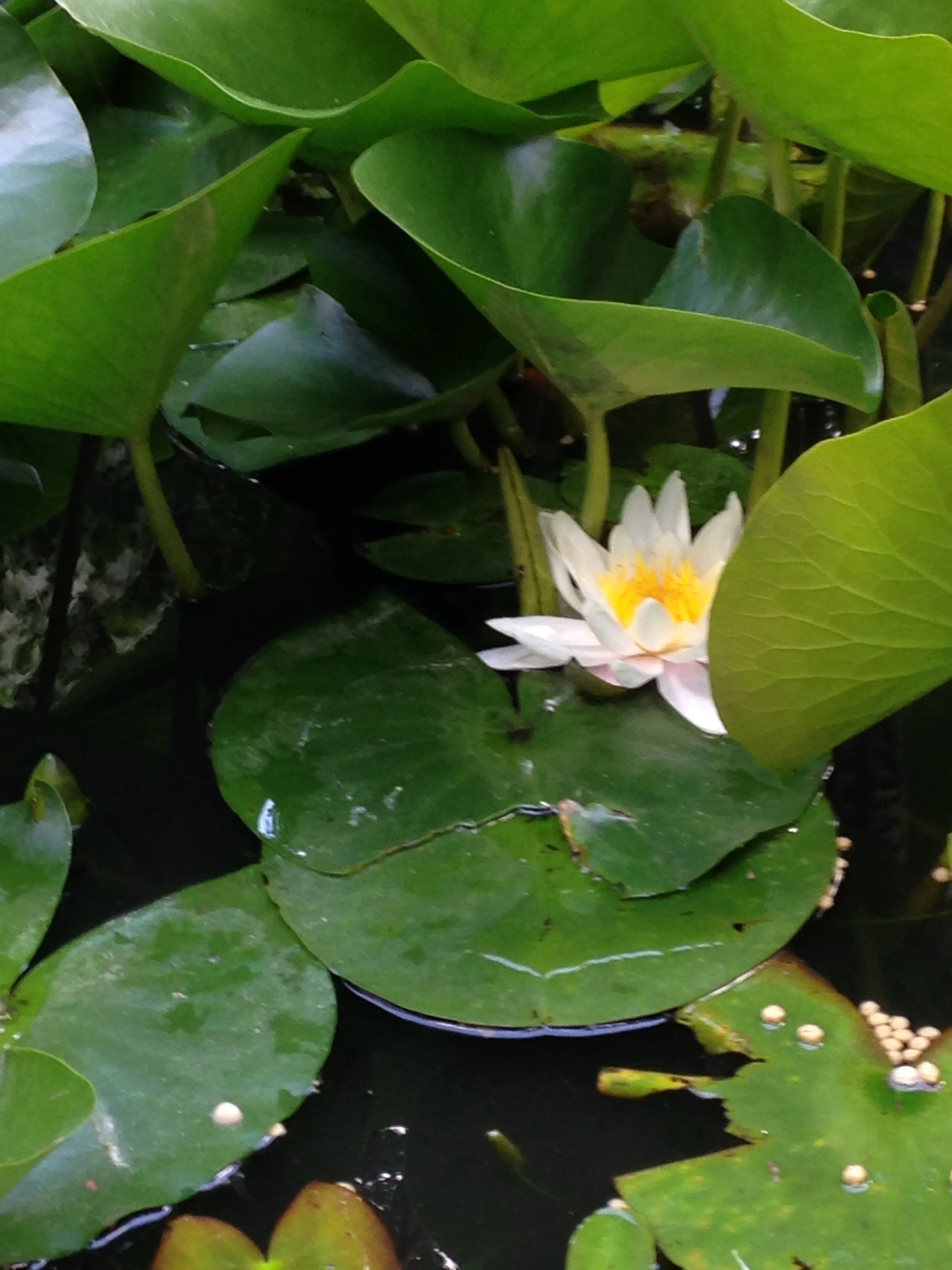 Ingersoll Landscape Company