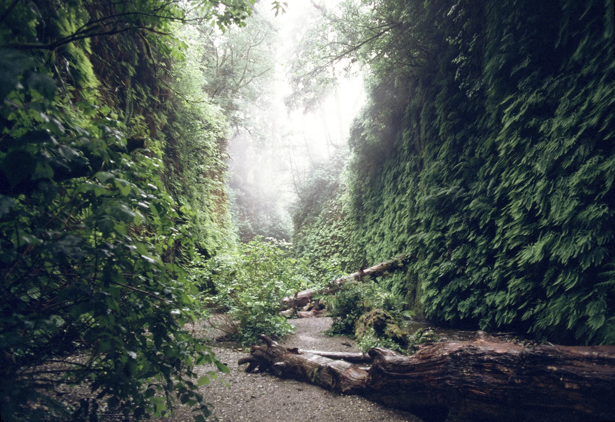 fern canyon, ca