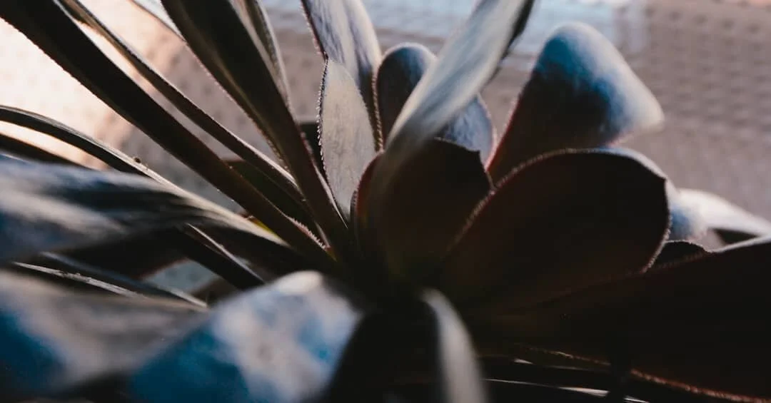 'balconyPlant' #photography #photo #nikon #nikonphotography #plant #desertplants #succulents #zwartkopaeonium #color #photoediting