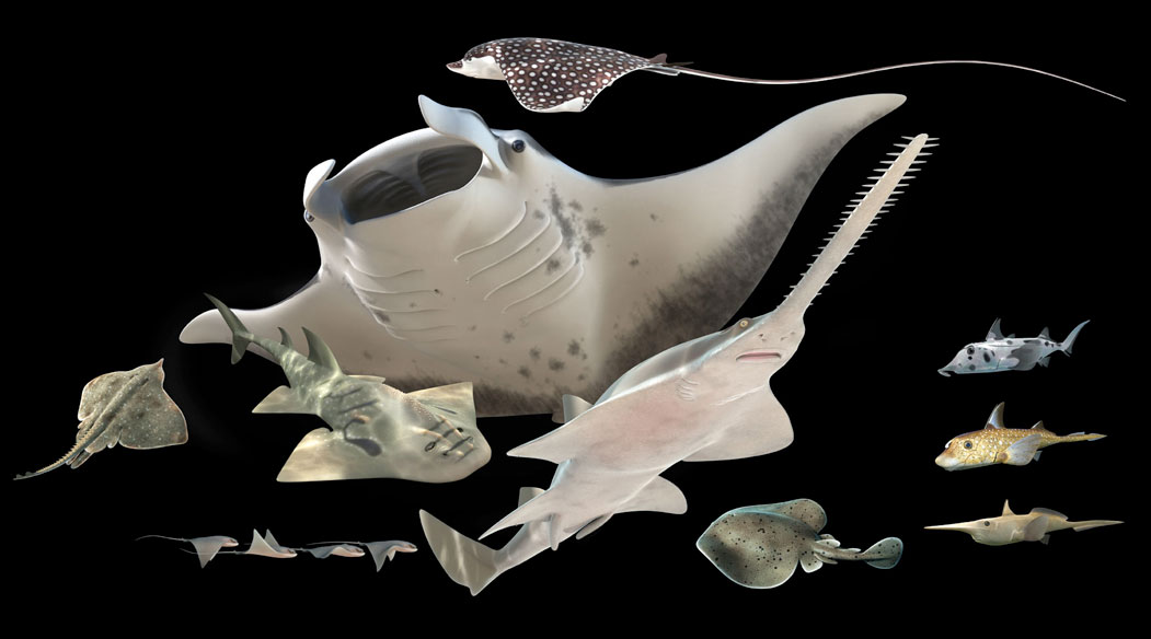 Marine Rays and their relatives