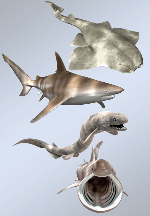 Unusual sharks.