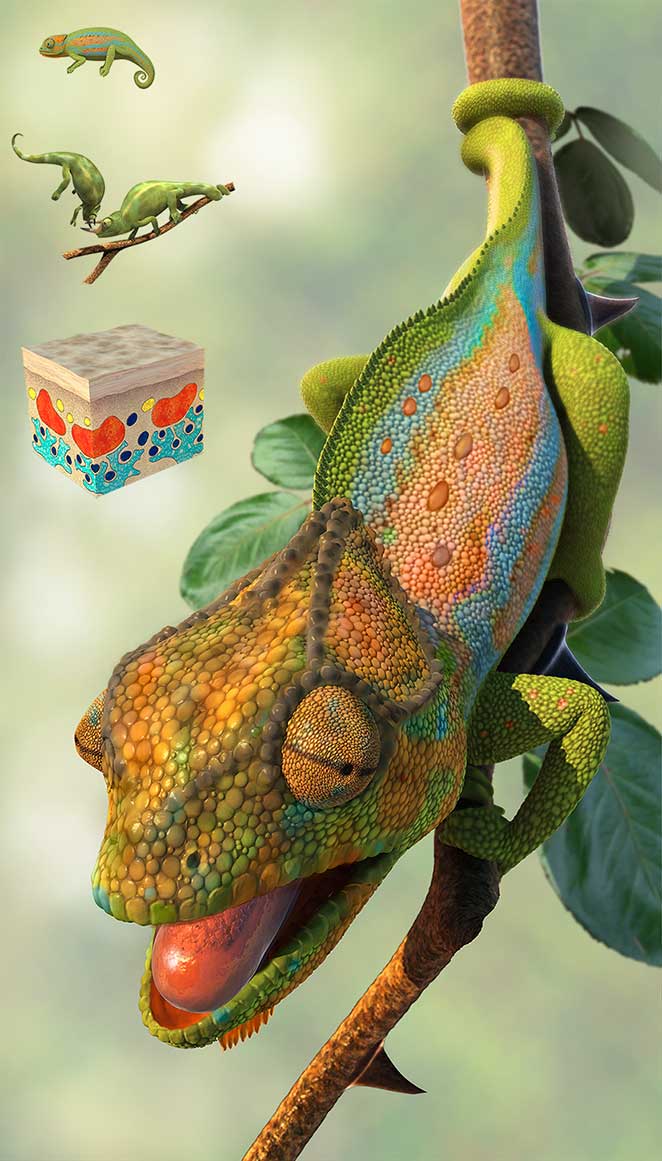 Chameleon.