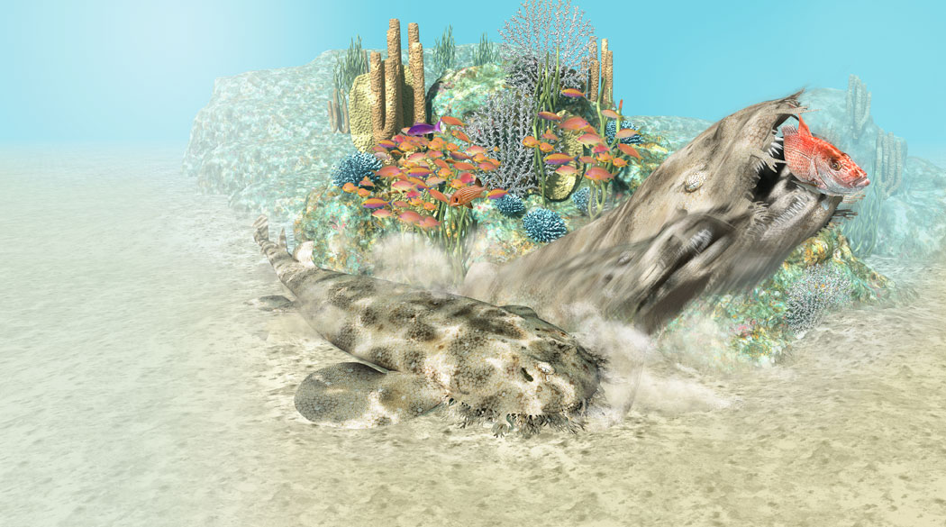 Wobbegong ambush sequence.